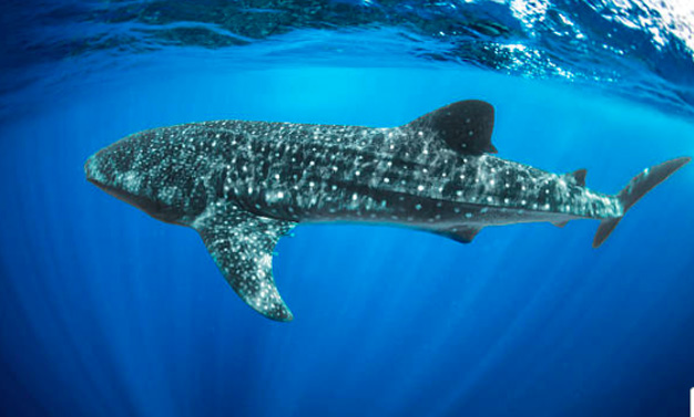 Swim with the Whale Shark