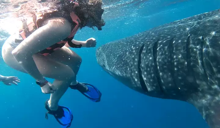 Whale Shark Tour Cancun No Transportation Whale Shark Swim Experience